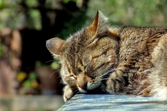 cat nap - idioms about sleep