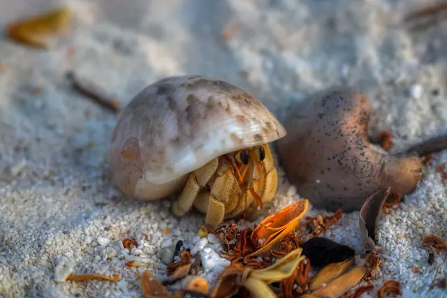 crawl into one's shell - beach idioms