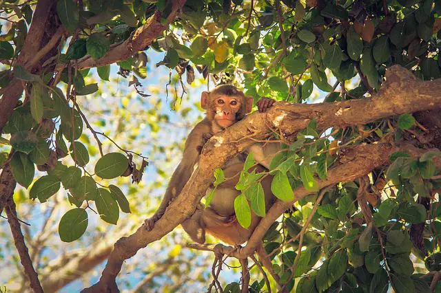 a monkey knows how to climb a tree - monkey idioms