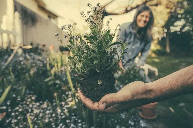 to have a  green thumb