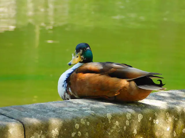 to be a sitting duck - duck idioms

