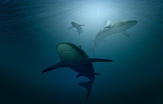 to swim with sharks - sea idioms
